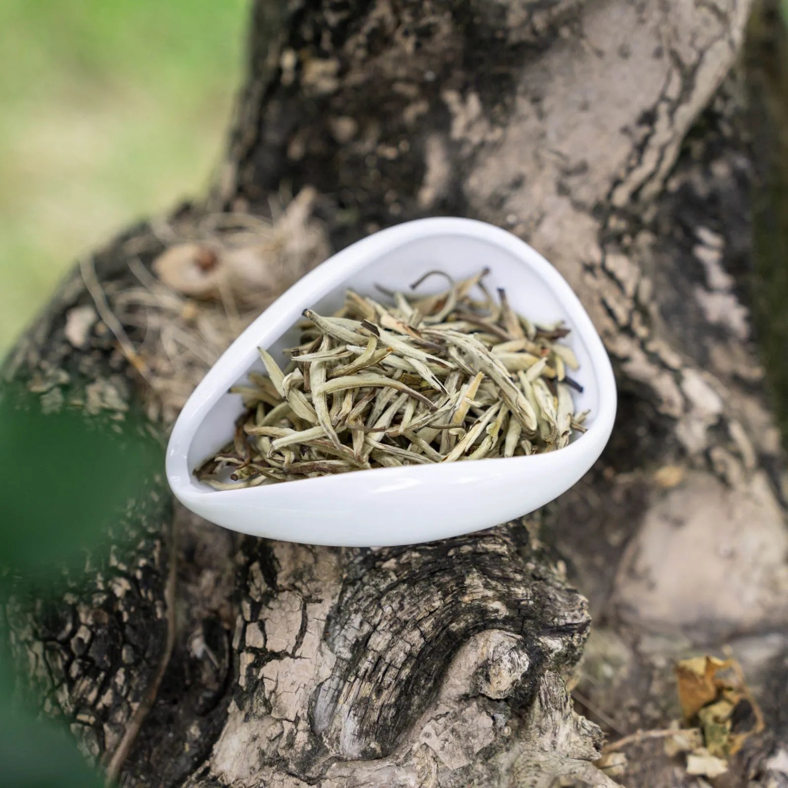 Jasmine Zhen Wang | Traditional 7-Scent Jasmine Tea (Pure buds) – Fresh, Intense Floral Aroma with Smooth, Sweet | 1200m High Mountain Tea from Minle Township, Puer, Yunnan | July 2023 Summer Tea | 3.5oz (100g) - Tasting Grade For Afternoon