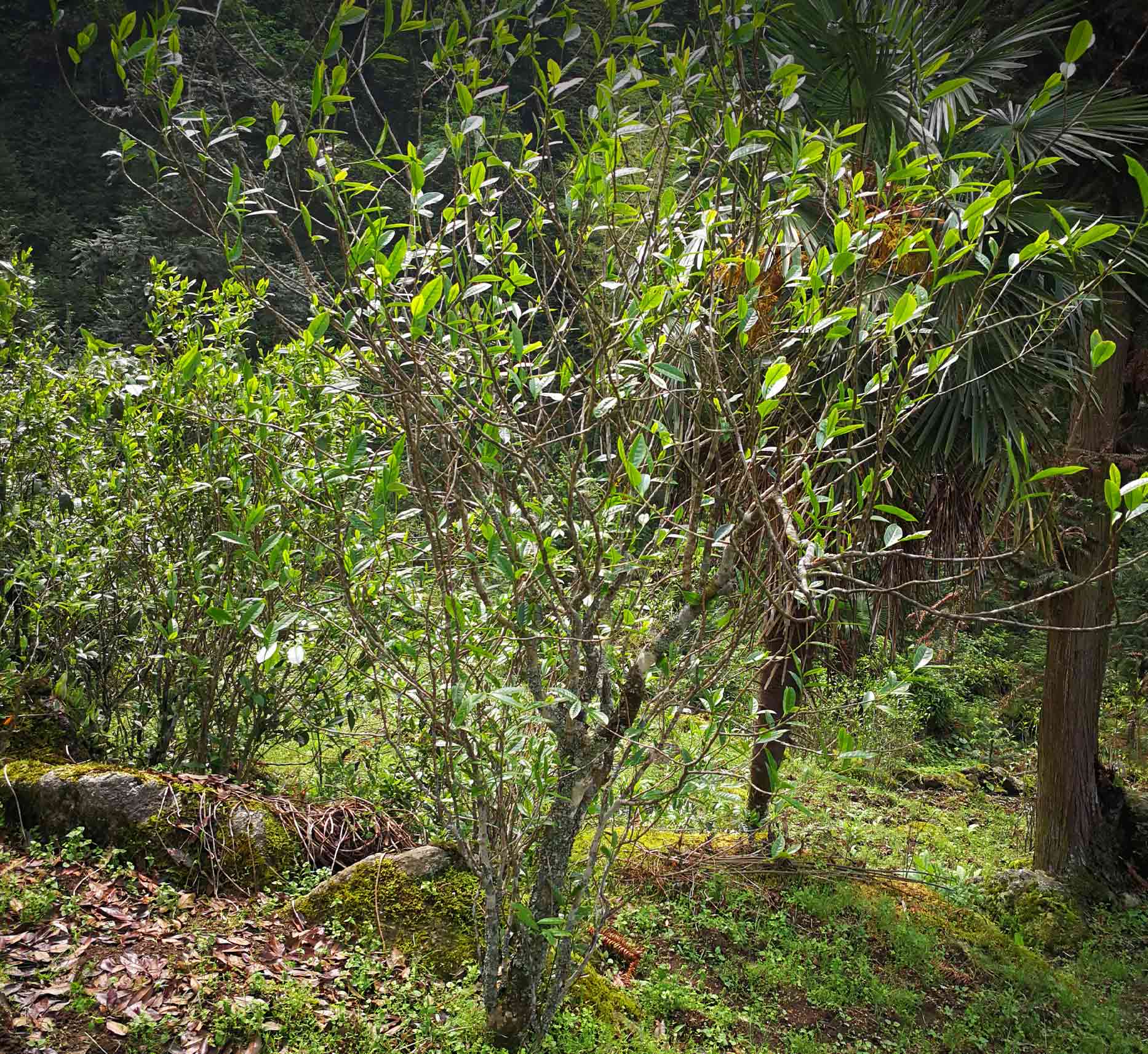 Advantages-of-tea-from-abandoned-tea-gardens