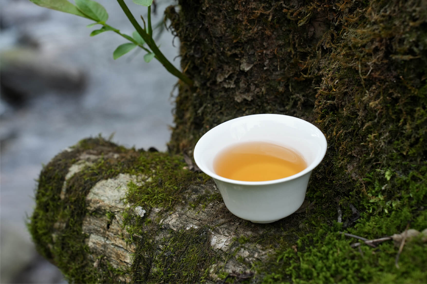 guangxi-old-tree-tea--cup-on-the-tree