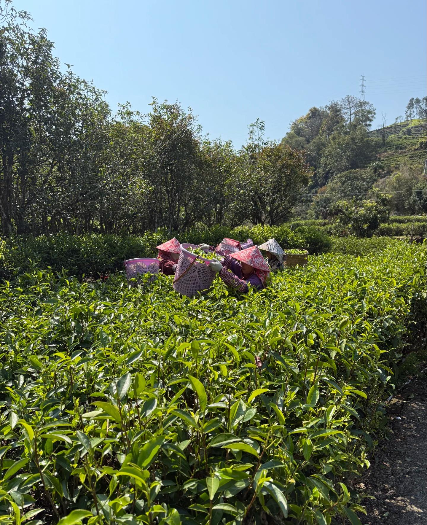 Award-Winning Mi Lan Xiang Dancong Oolong Tea – 2025 Global Tea