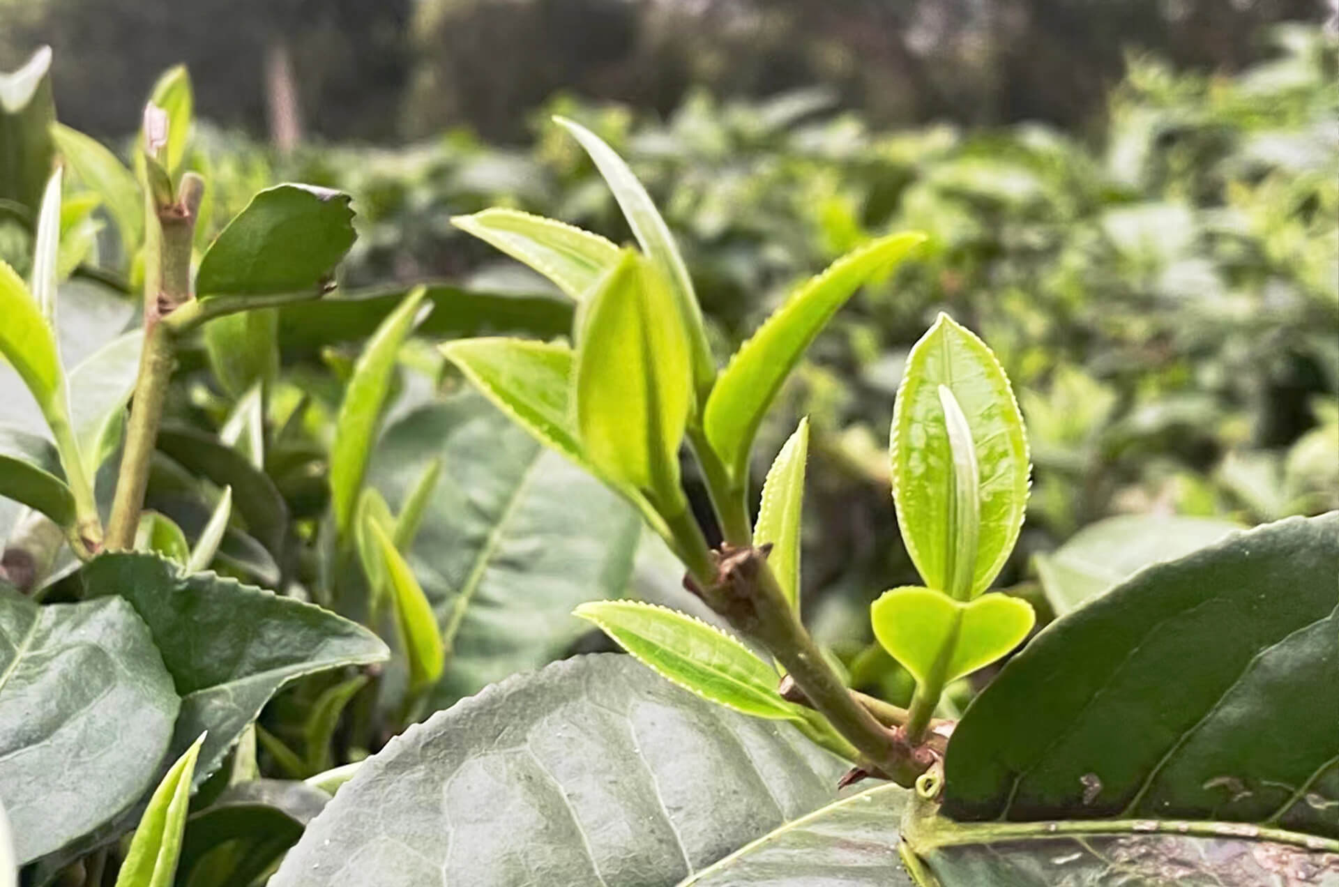 High-Mountains-In-Mist-Produce-Good-Tea-yindeblack-tea