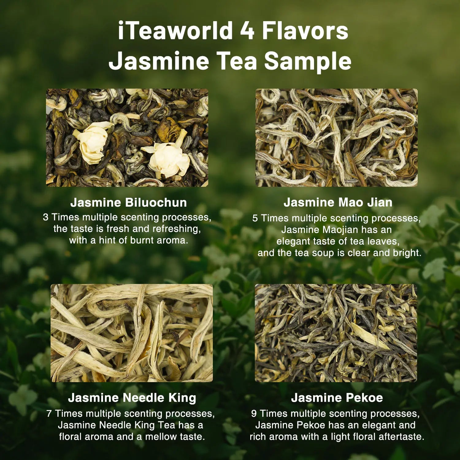 Jasmine tea production process