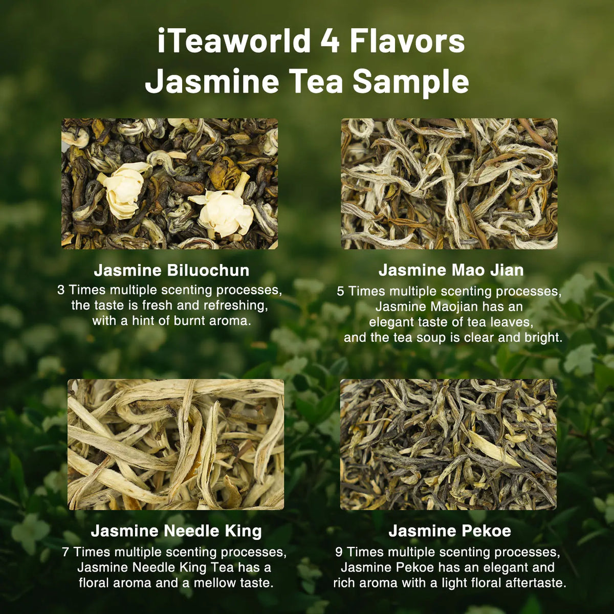 Nazmin Tea Chinese Jasmine Tea Sampler | 4 Jasmine Loose Leaf Tea - iTeaworld