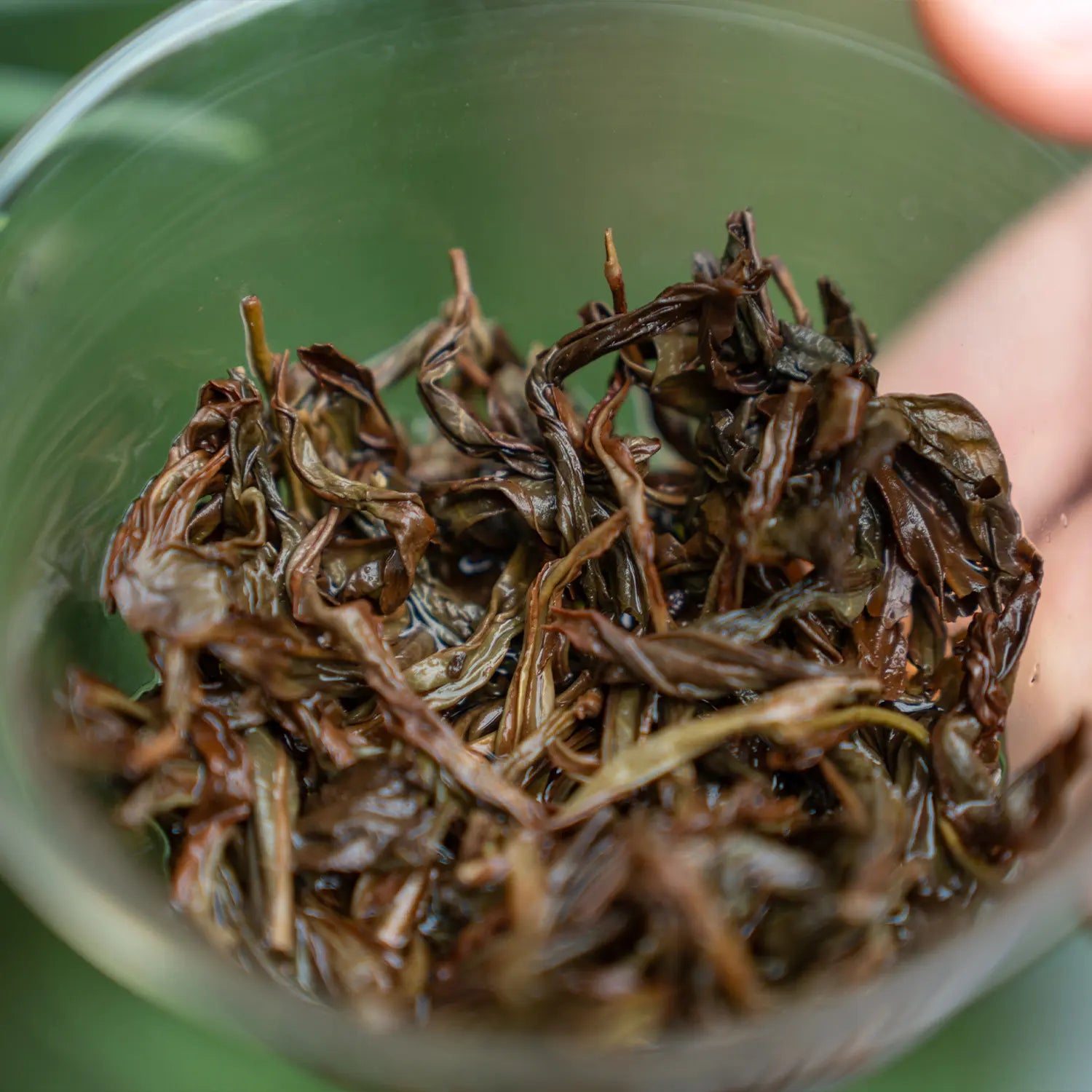 Types of Green Tea - All You Need To Know – iTeaworld