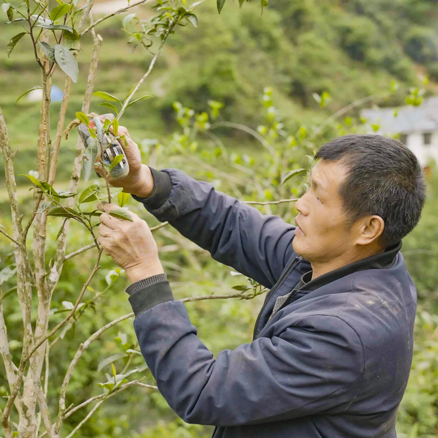 Promoting Traditional Tea Plantation Methods