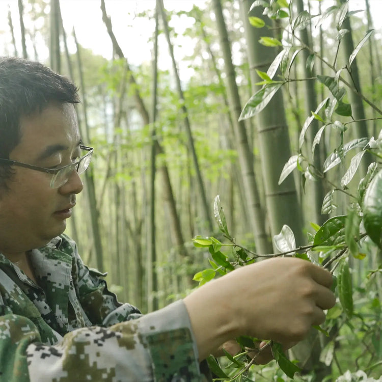 iTeaworld Protecting Wild Tea Trees