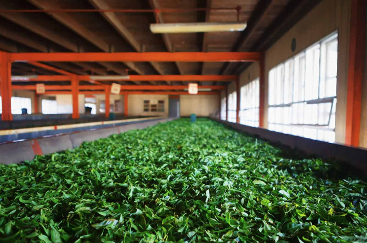 First Tea Factory Discover the Brand History of Chinese Tea | iTeaworld