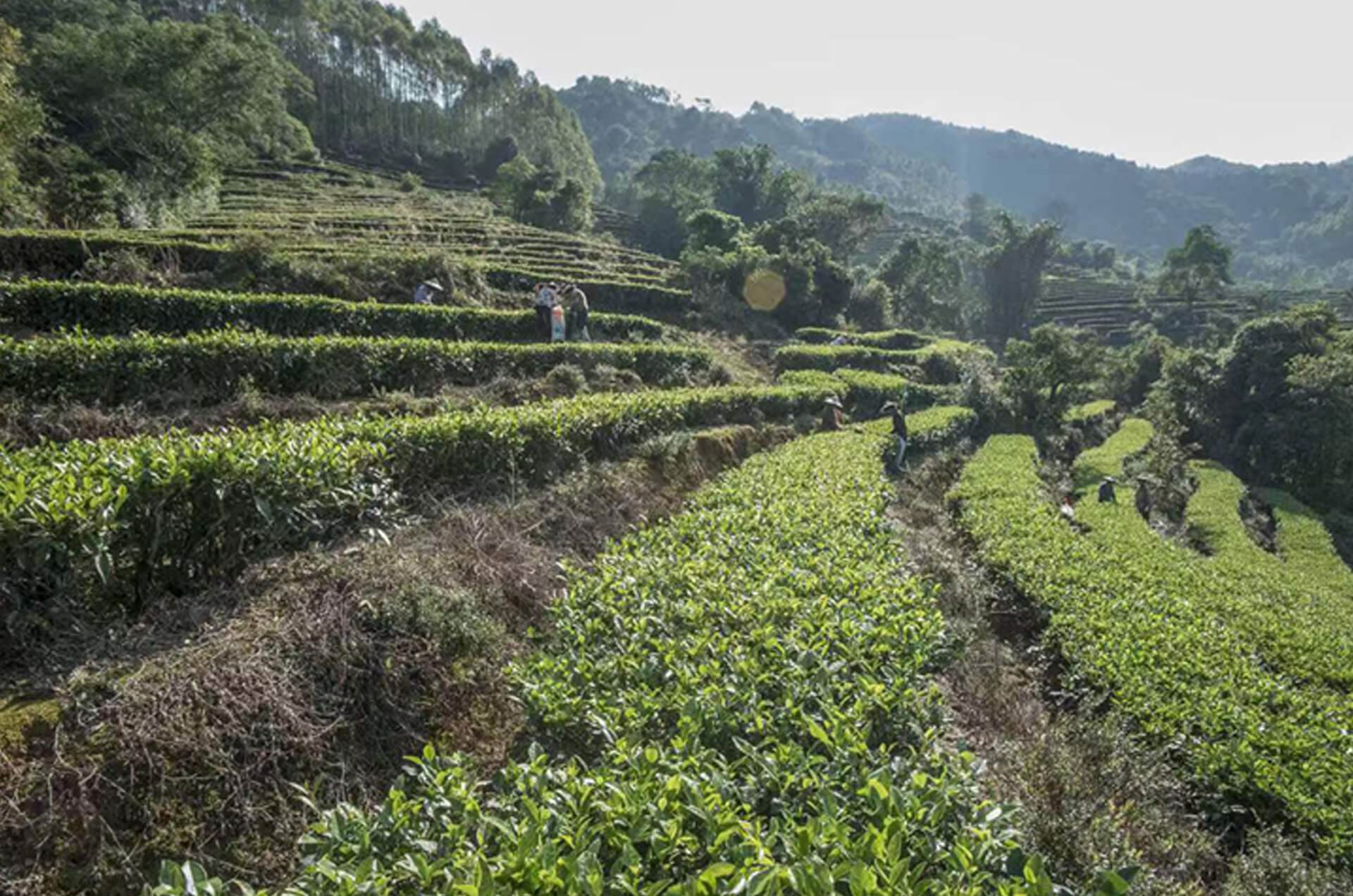 Tea-from-Modern-High-Mountain-Tea-Gardens