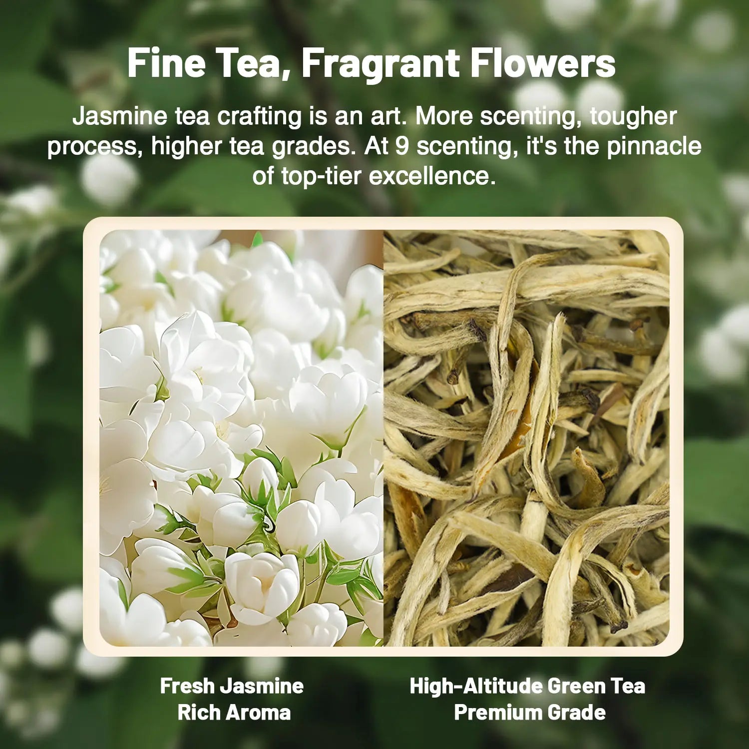 What is the scenting of jasmine tea