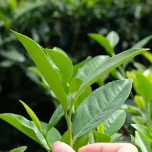 Yingde-Black-Tea-Narcissus-tea-tree-variety