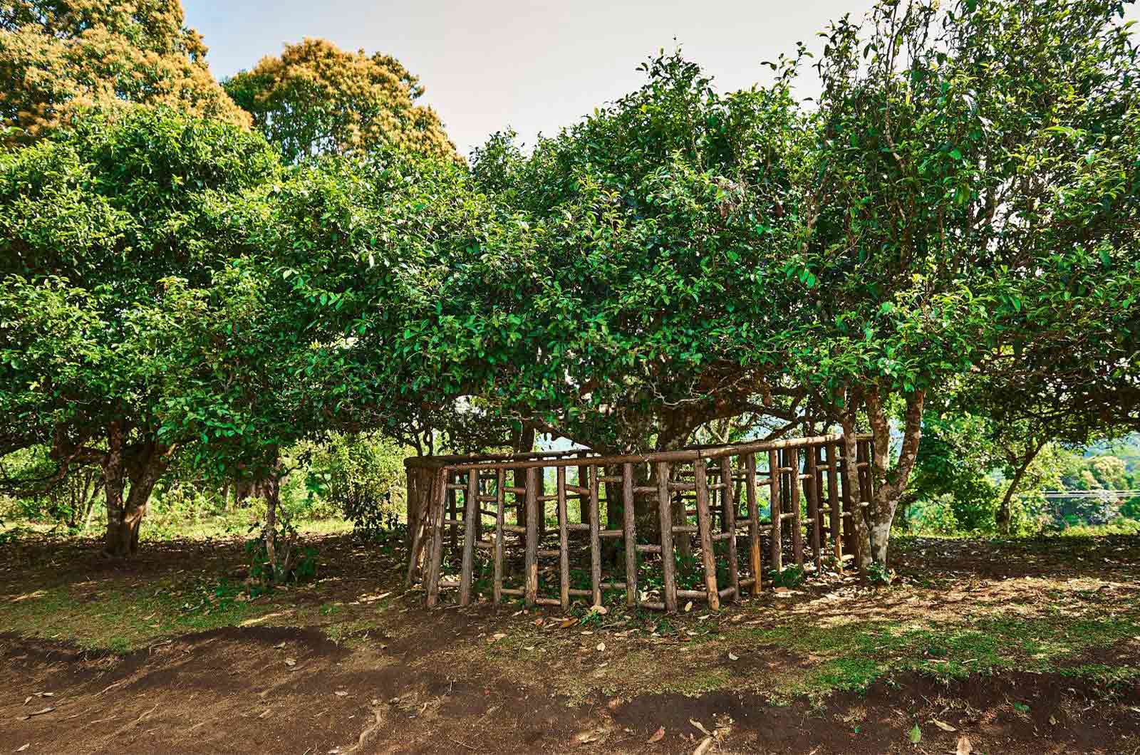 about-iteaworld-Old-Tree-Ecological-Tea-Garden