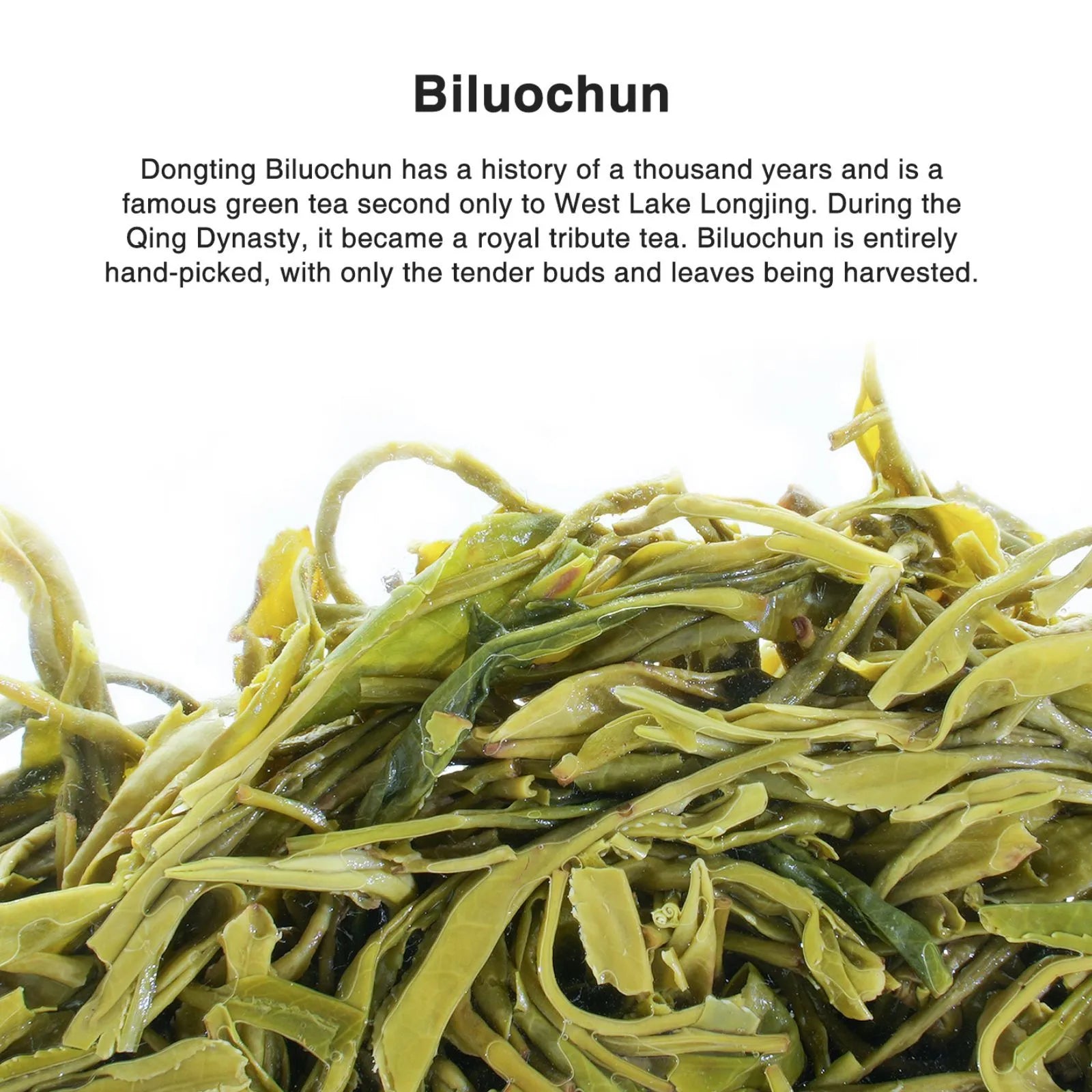 Bi Luo Chun Chinese Green Tea (One bud with one leaves) – Subtle Orchid Aroma, Smooth & Sweet, Harvested from 1200m High Mountains in West Dongting, Suzhou | Spring 2024 | 3.5oz (100g) For Morning