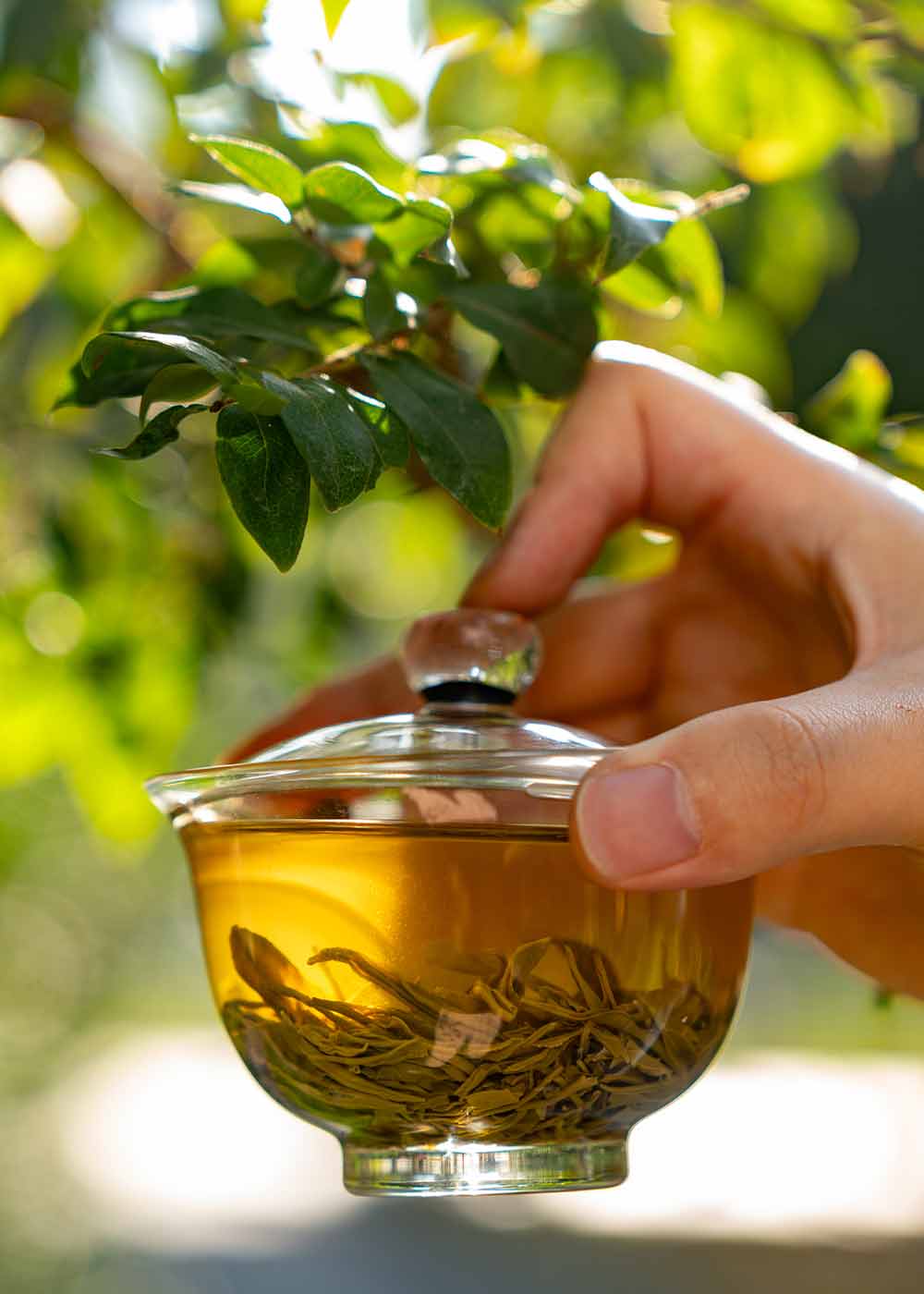 chinese loose leaf tea