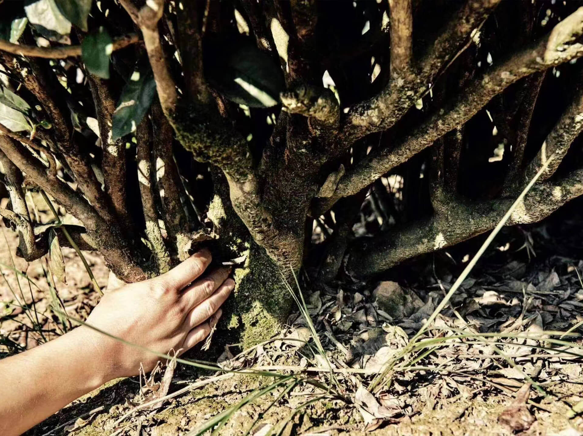 from-60-years-old-tea-trees