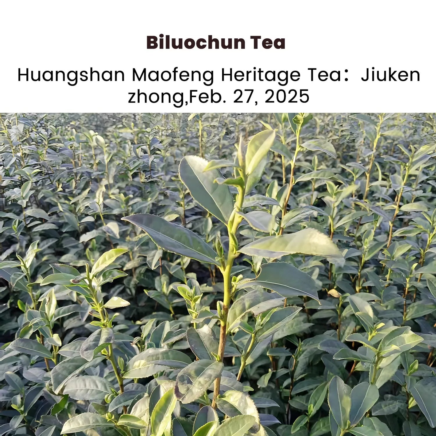 2025 Biluochun First Flush Spring green tea 50g (Pre-sale)