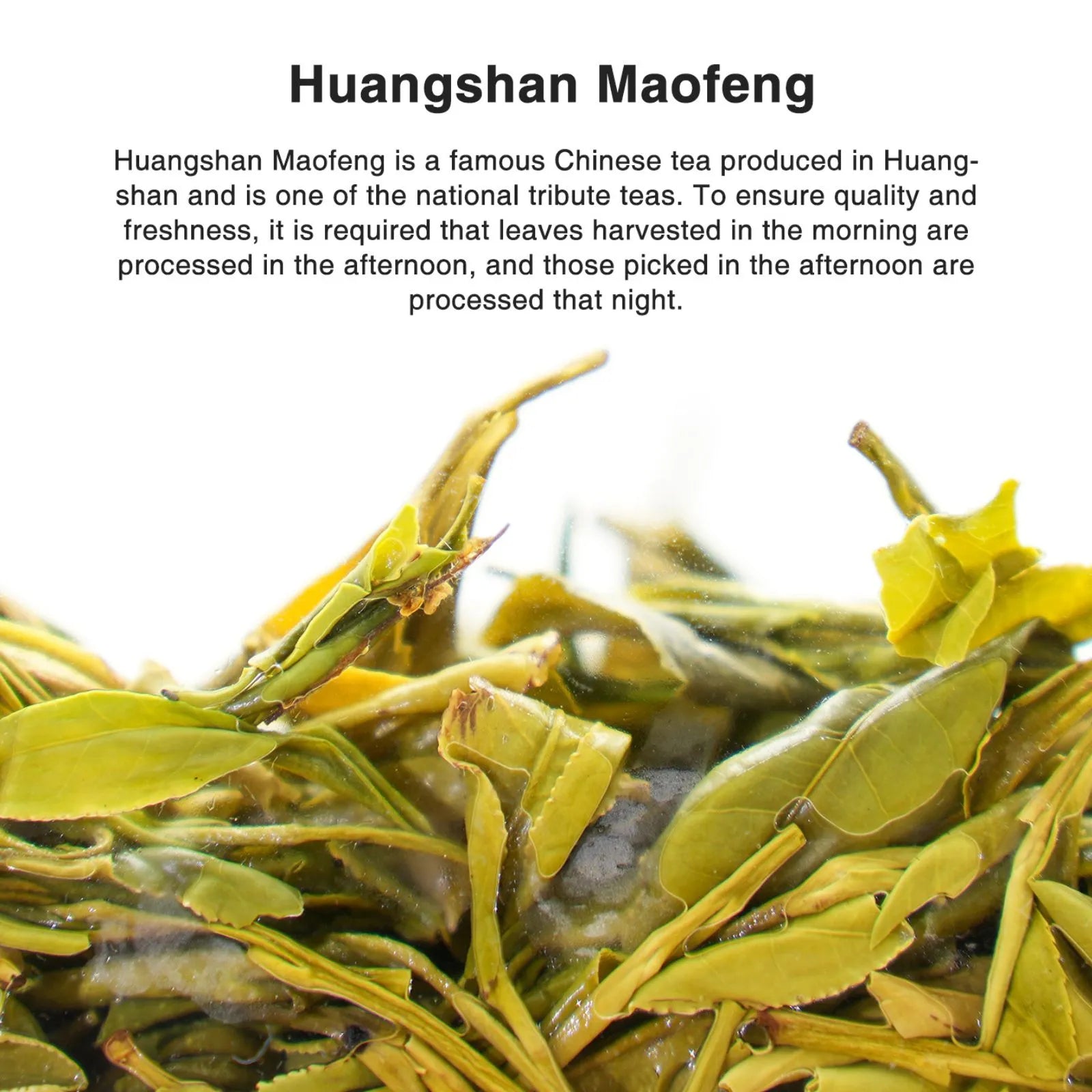 Huangshan Maofeng Chinese Green Tea (One bud with two leaves) – Fresh Orchid Aroma, Robust High-Mountain Flavor from 800m in Huangtian Village, Huangshan, Anhui | Spring Harvest April 2024 | 1.76OZ (50g) For Morning