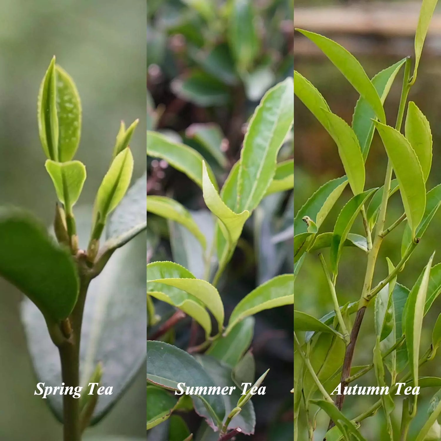 Jasmine Tea Discovery Set: Season