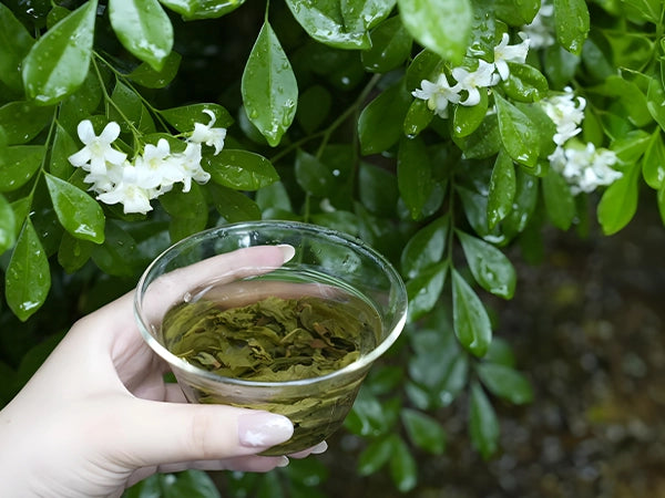 Premium Jasmine Tieguanyin Oolong Tea 3-scent 100g