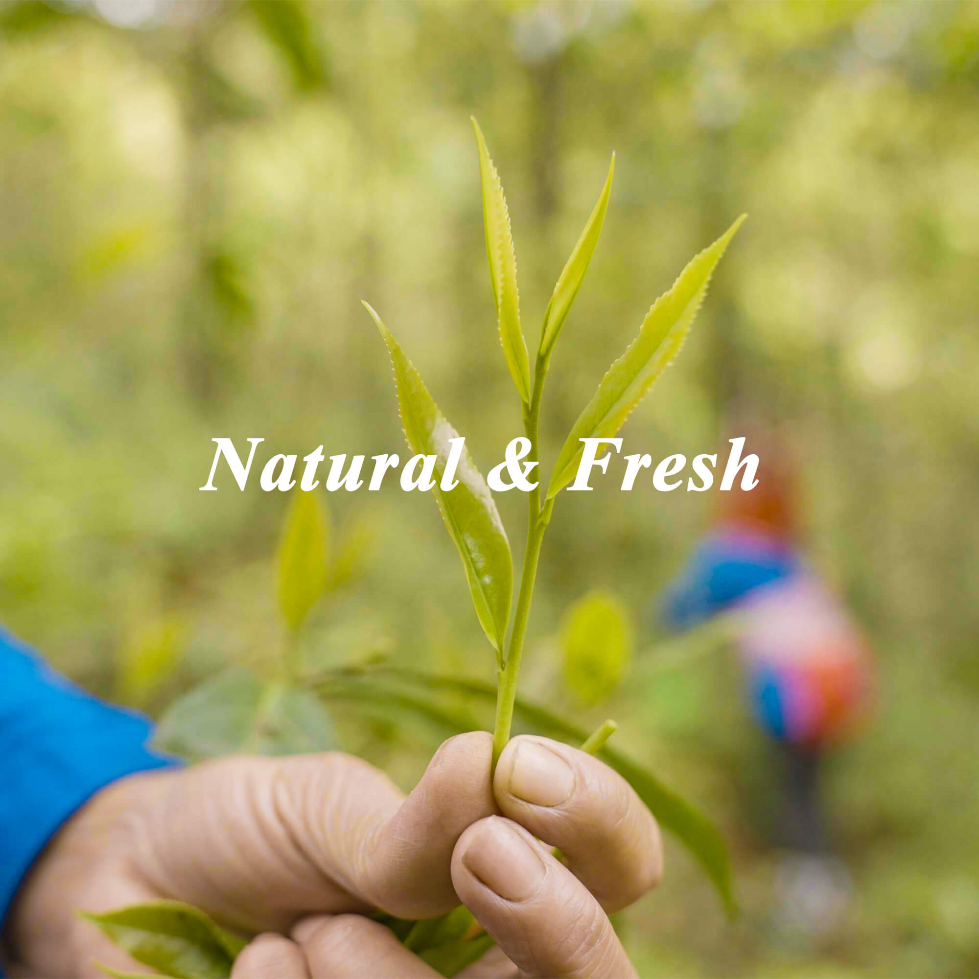 pure-natural-loose-leaf-tea