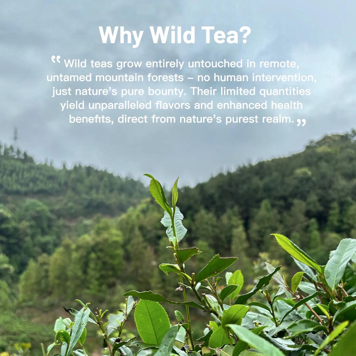 why wild tea