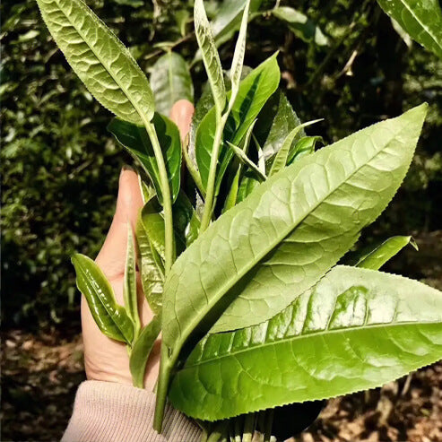 yingde-black-tea-Yunnan-large-leaf-tea-tree-variety