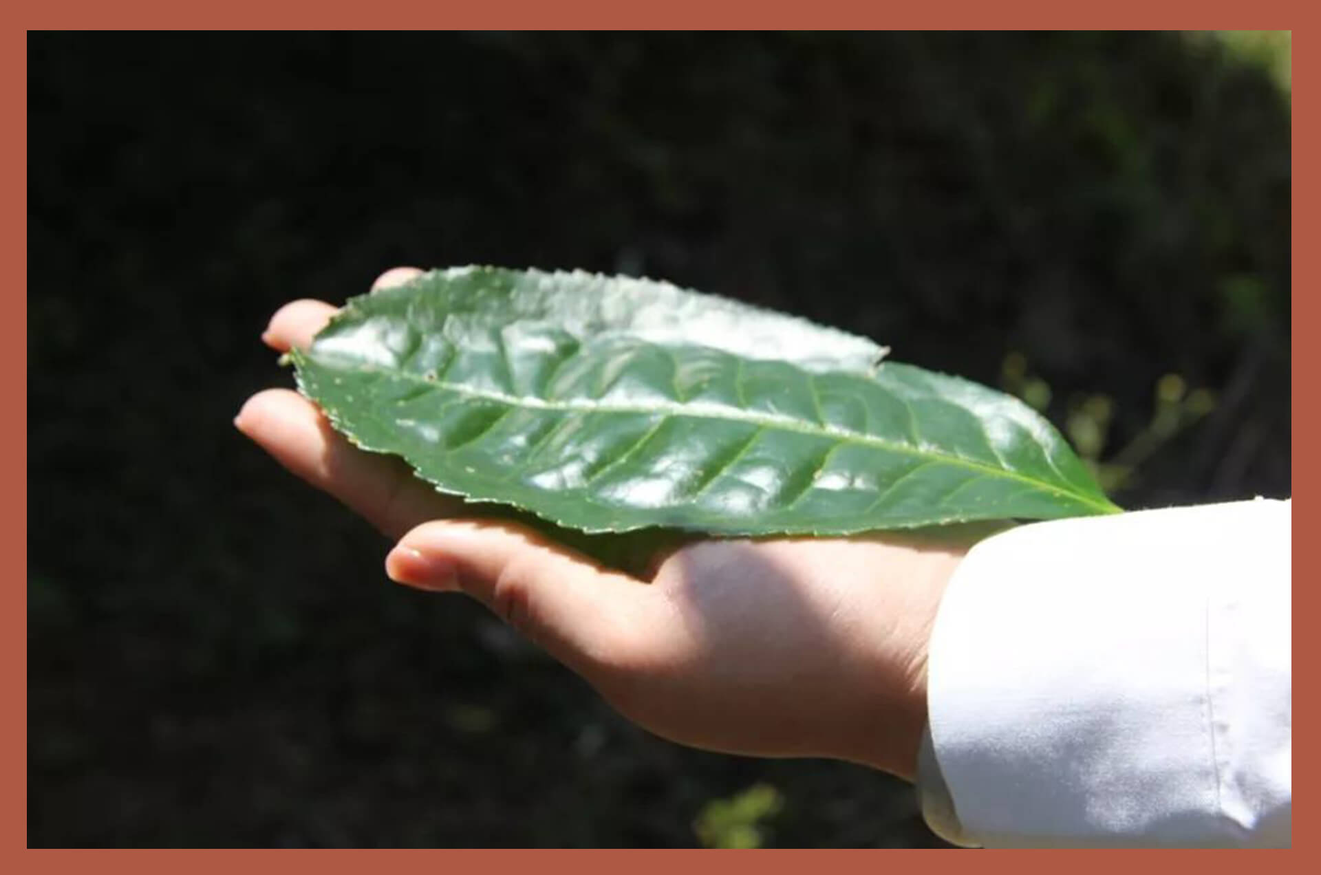 yunnan-black-tea-From-Yunnan-Large-leaf-Tea-Trees